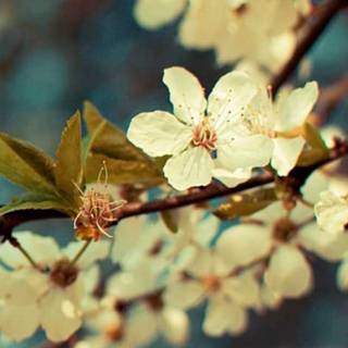 iPhone 12 spring wallpaper