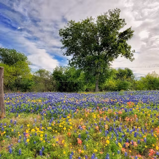 Macbook spring wallpaper