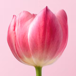 3440x1440 spring wallpaper