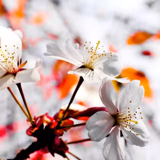 Macbook spring wallpaper