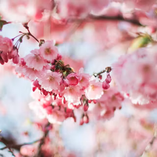 Macbook spring wallpaper