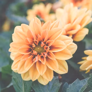 iPhone 12 spring wallpaper