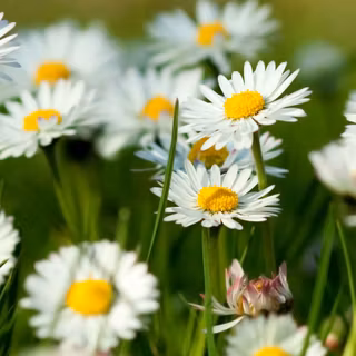 Macbook spring wallpaper