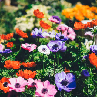 iPhone 12 spring wallpaper