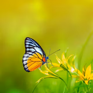 3440x1440 spring wallpaper