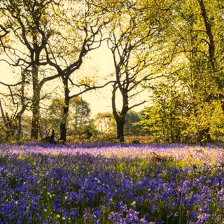 3440x1440 spring wallpaper