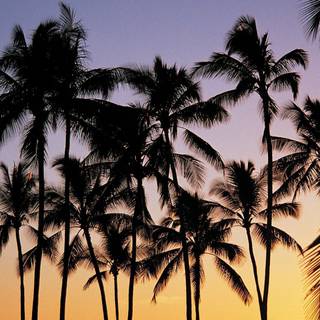 Summer aesthetic laptop wallpaper