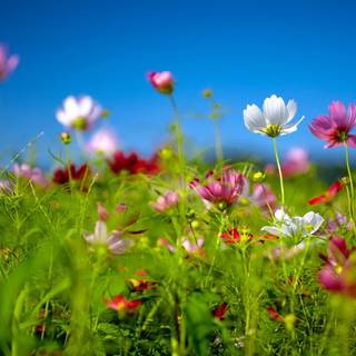 Windows spring wallpaper