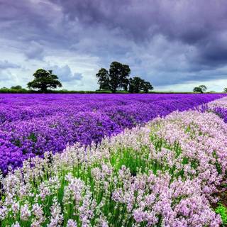 Windows spring wallpaper