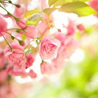 Cute spring flowers wallpaper