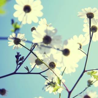 Cute spring flowers wallpaper