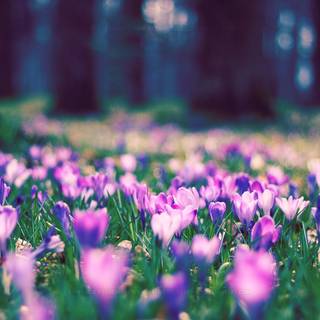 Laptop spring wallpaper