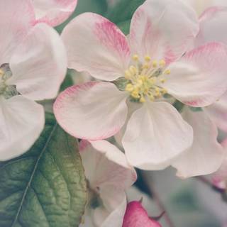 Laptop spring wallpaper