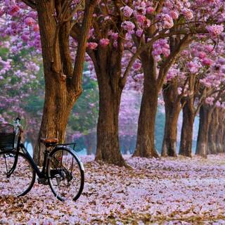 Laptop spring wallpaper