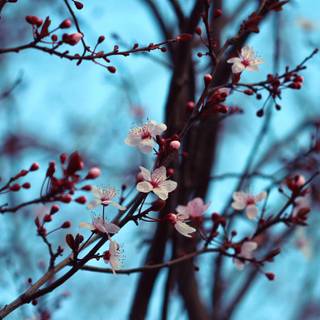 Laptop spring wallpaper