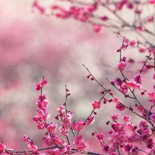 Laptop spring wallpaper