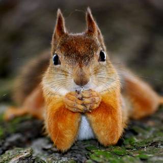 Cute squirrel wallpaper