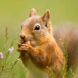 Cute squirrel wallpaper