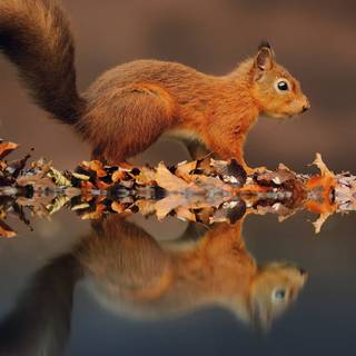 Cute squirrel wallpaper