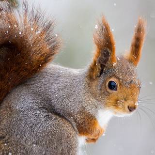 Cute squirrel wallpaper