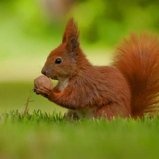 Cute squirrel wallpaper