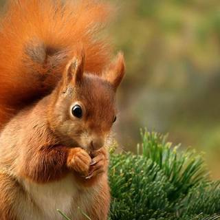 Cute squirrel wallpaper