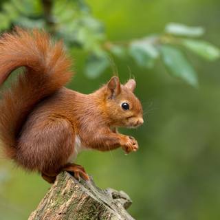 Cute squirrel wallpaper