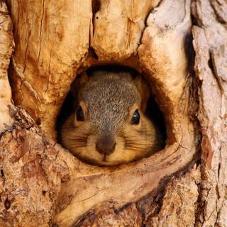 Cute squirrel wallpaper