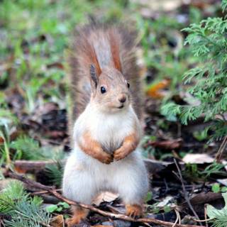 Cute squirrel wallpaper