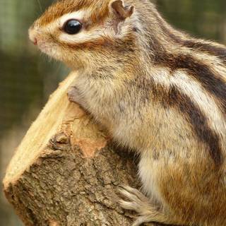 Cute squirrel wallpaper