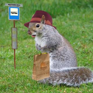 Cute squirrel wallpaper