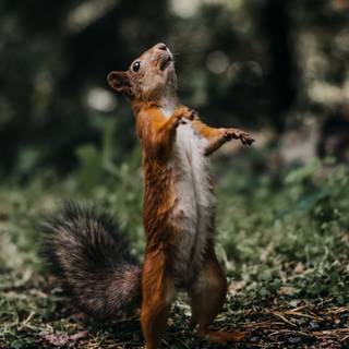 Cute squirrel wallpaper