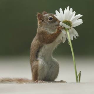 Cute squirrel wallpaper