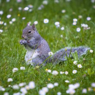 Cute squirrel wallpaper
