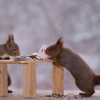 Cute squirrel wallpaper