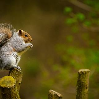 Cute squirrel wallpaper