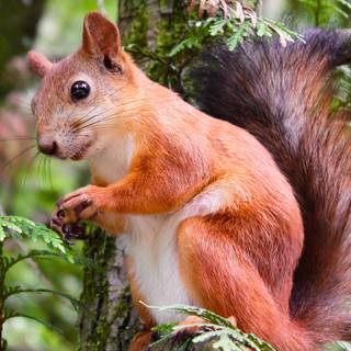 Cute squirrel wallpaper