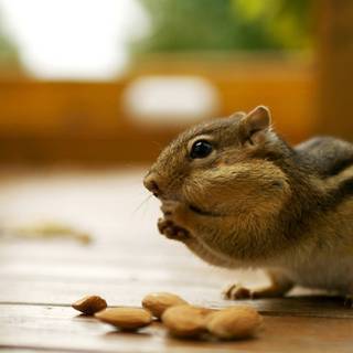 Cute squirrel wallpaper