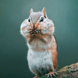 Cute squirrel wallpaper