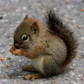 Cute squirrel wallpaper
