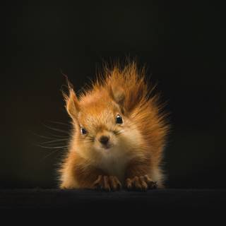 Cute squirrel wallpaper