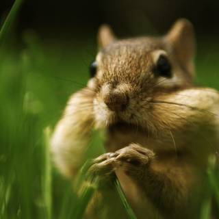 Cute squirrel wallpaper