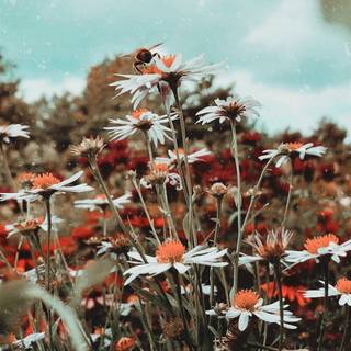 Summer retro wallpaper