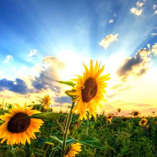 Summer country wallpaper