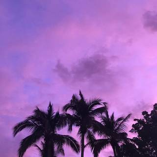 Purple summer wallpaper