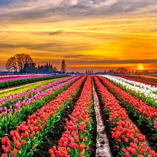 Summer country wallpaper