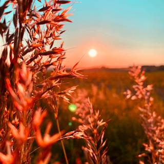 Summer country wallpaper