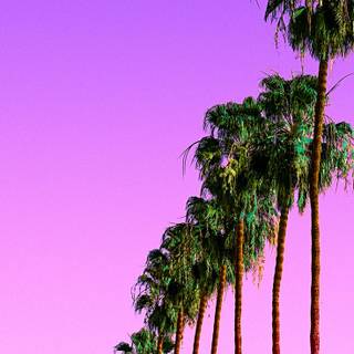 Purple summer wallpaper