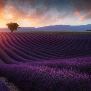 Purple summer wallpaper