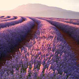 Purple summer wallpaper